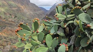 2024-11-GranCan-Guayadeque-060.jpg